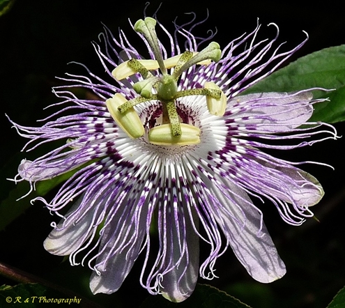 {Passiflora incarnata}
